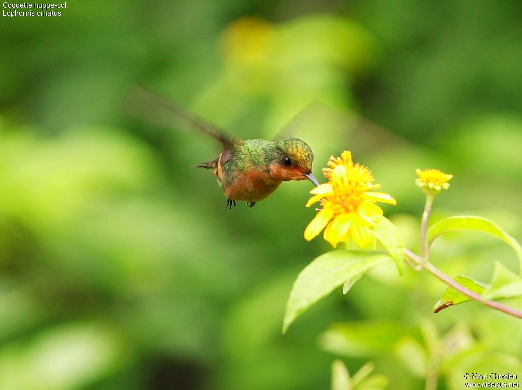 Tufted Coquette