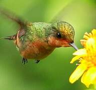 Tufted Coquette