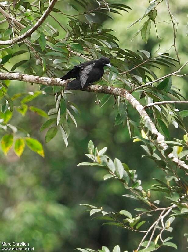 Coracine noire femelle adulte, habitat, pigmentation