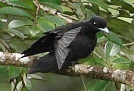 Purple-throated Fruitcrow