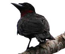 Purple-throated Fruitcrow