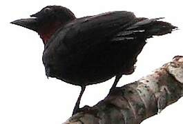 Purple-throated Fruitcrow