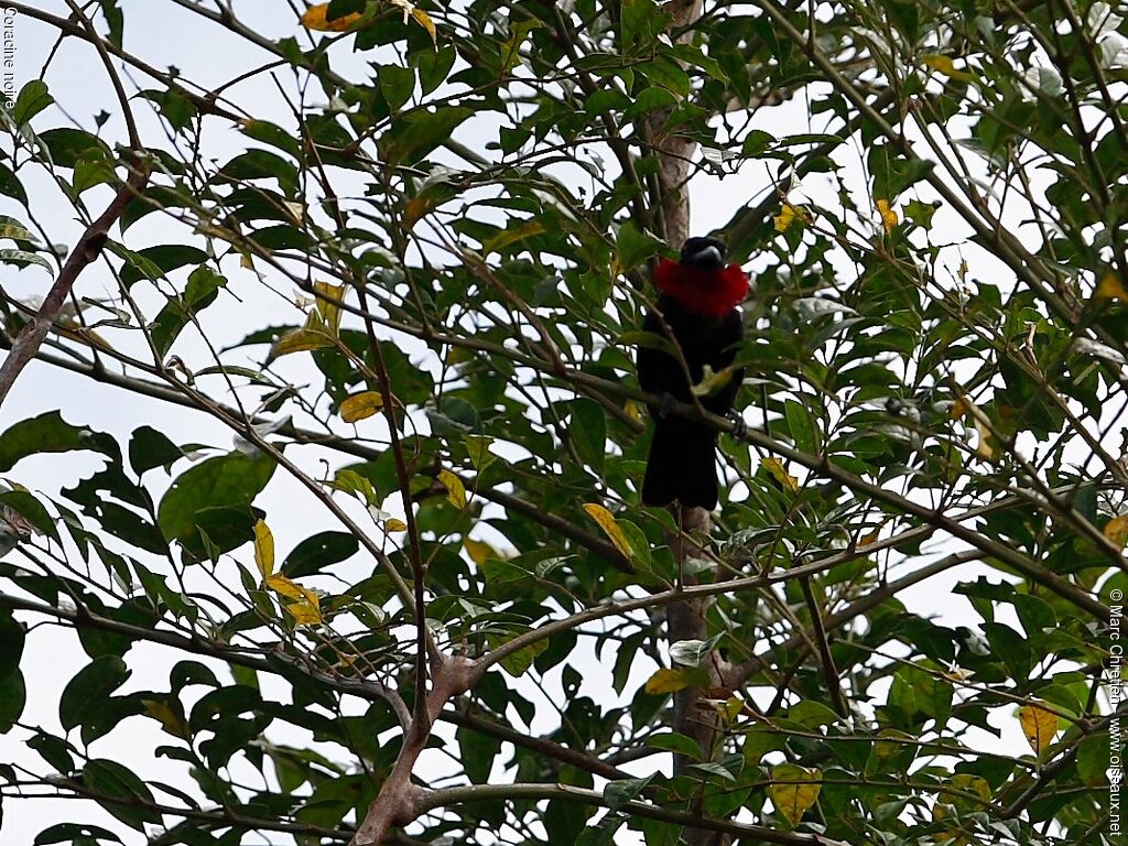 Purple-throated Fruitcrow