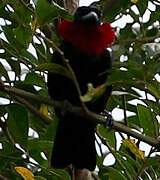 Purple-throated Fruitcrow