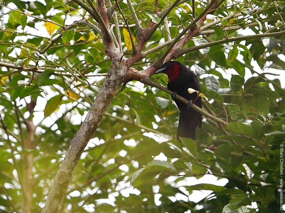 Purple-throated Fruitcrow male adult