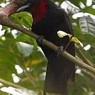 Coracine noire