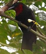 Purple-throated Fruitcrow