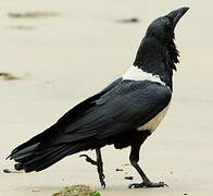 Pied Crow