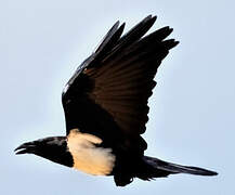 Pied Crow