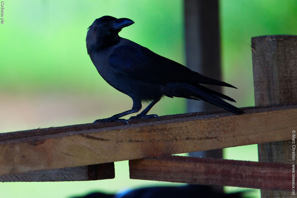 Corbeau pieimmature