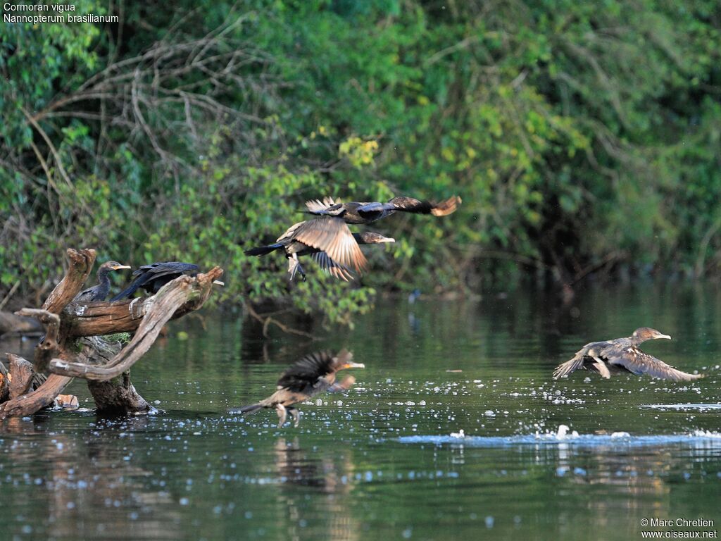 Cormoran vigua