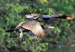 Neotropic Cormorant