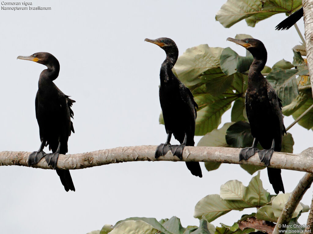 Cormoran vigua