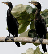 Neotropic Cormorant