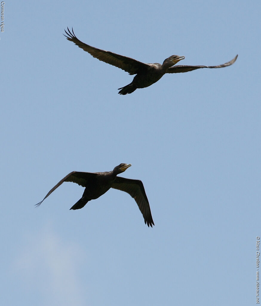 Neotropic Cormorant