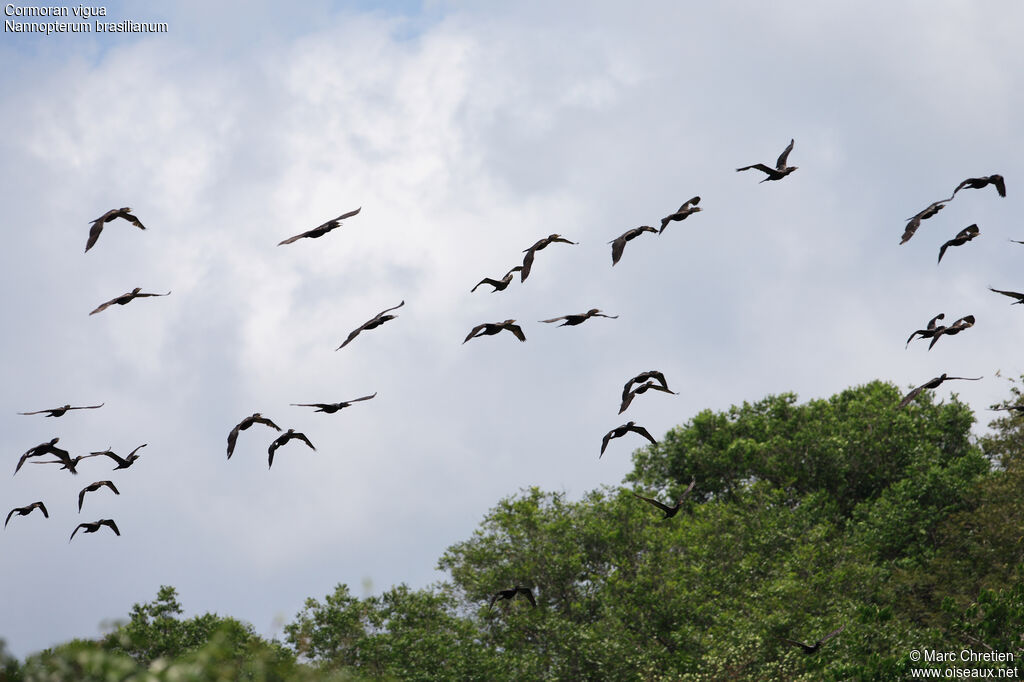 Neotropic Cormorant