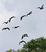 Neotropic Cormorant