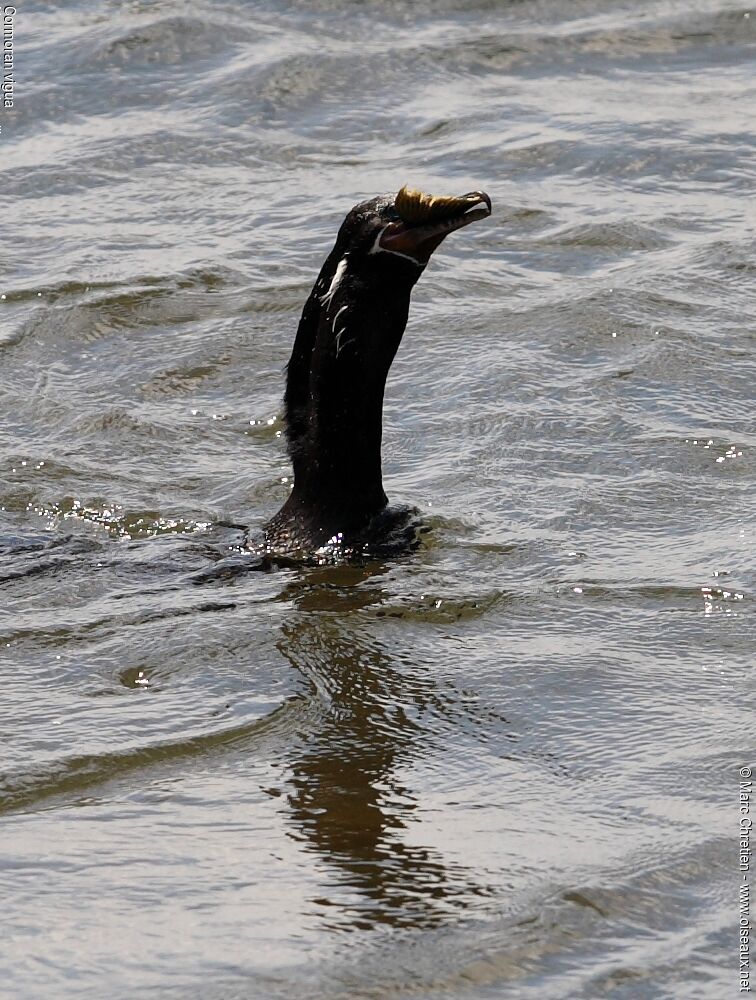 Cormoran vigua mâle adulte nuptial