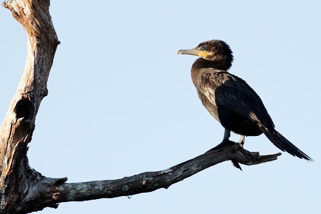 Neotropic Cormorant