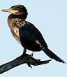 Cormoran vigua