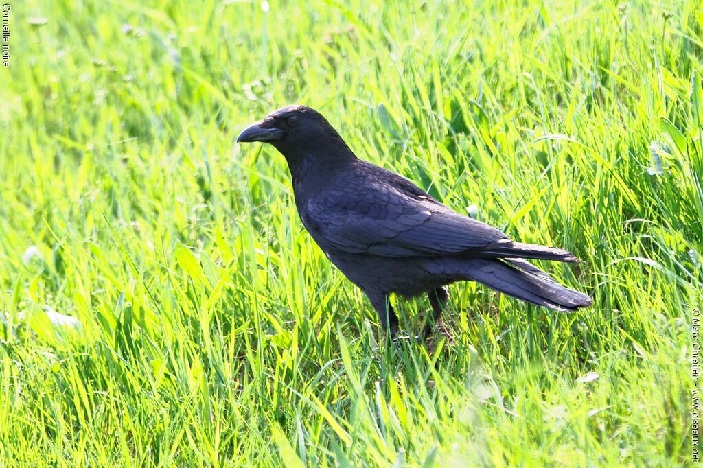 Carrion Crow