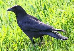 Carrion Crow