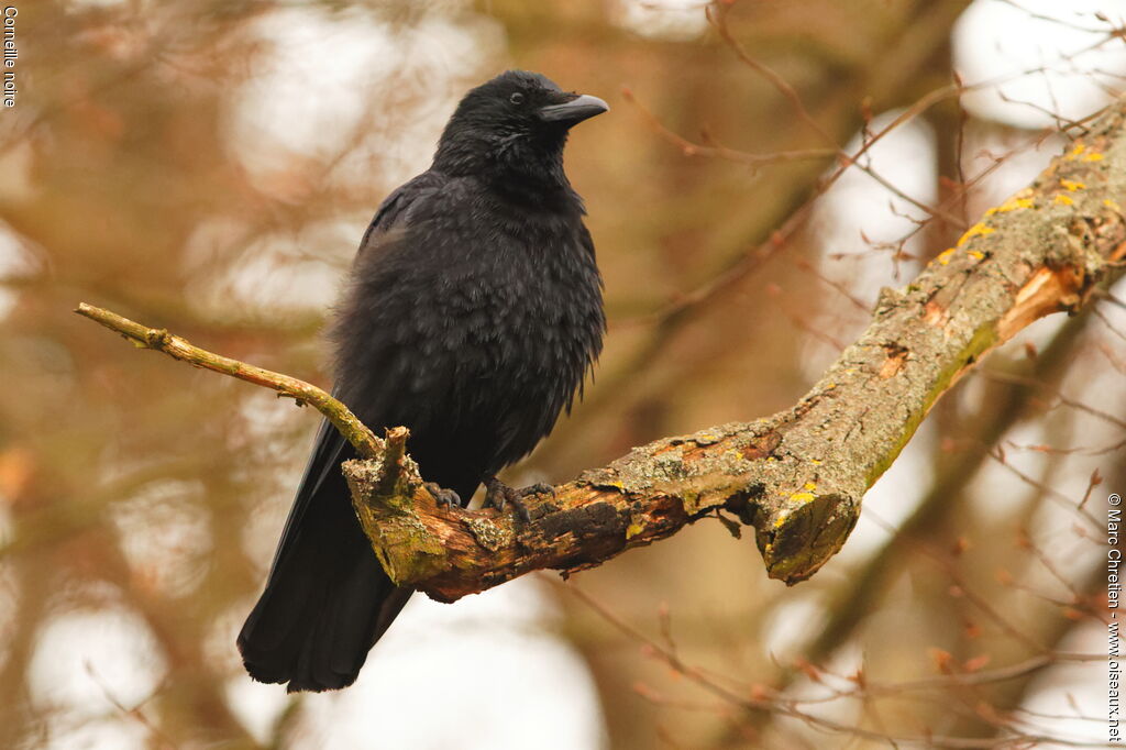 Carrion Crow