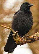 Carrion Crow