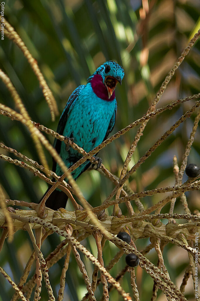 Spangled Cotinga male adult, Behaviour