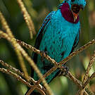 Cotinga de Cayenne