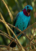 Spangled Cotinga