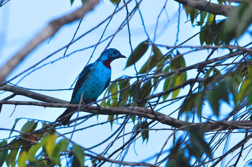 Cotinga de Cayenne