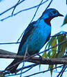 Cotinga de Cayenne