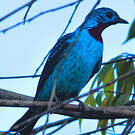Cotinga de Cayenne