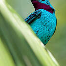 Cotinga de Cayenne