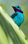 Cotinga de Cayenne