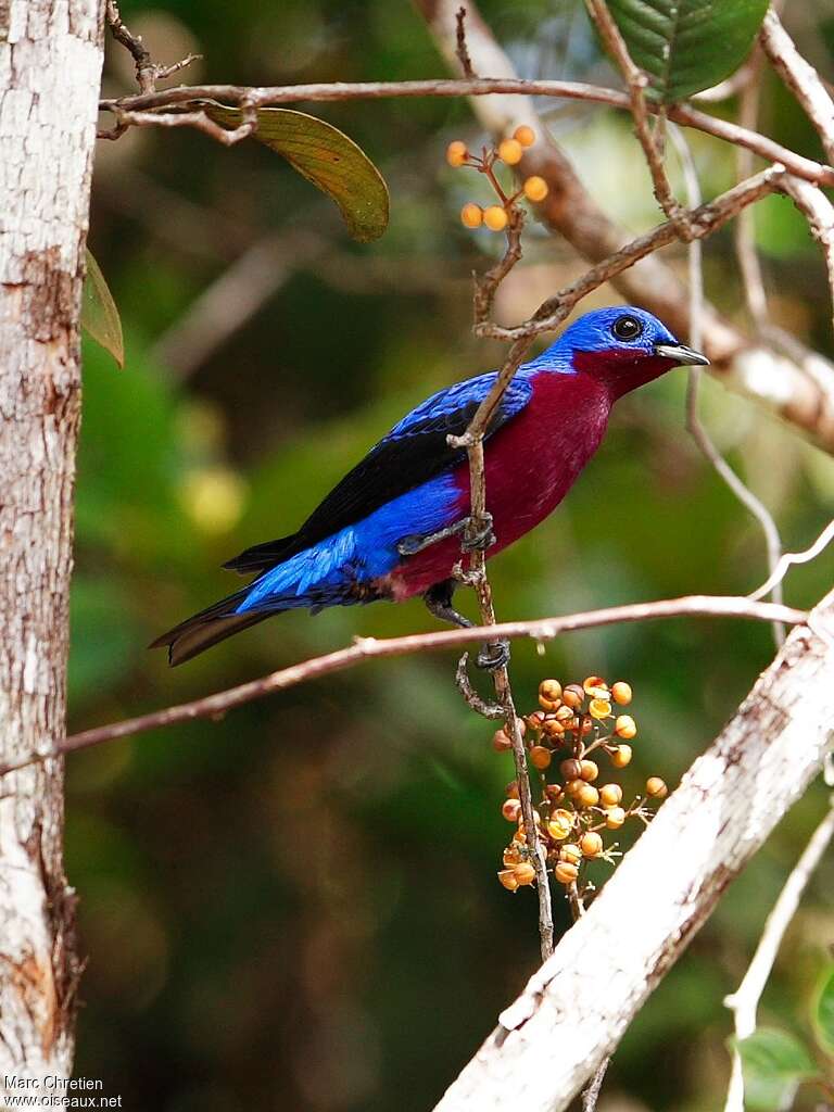 Purple-breasted Cotinga male adult, identification