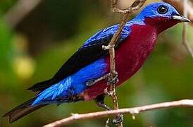 Purple-breasted Cotinga