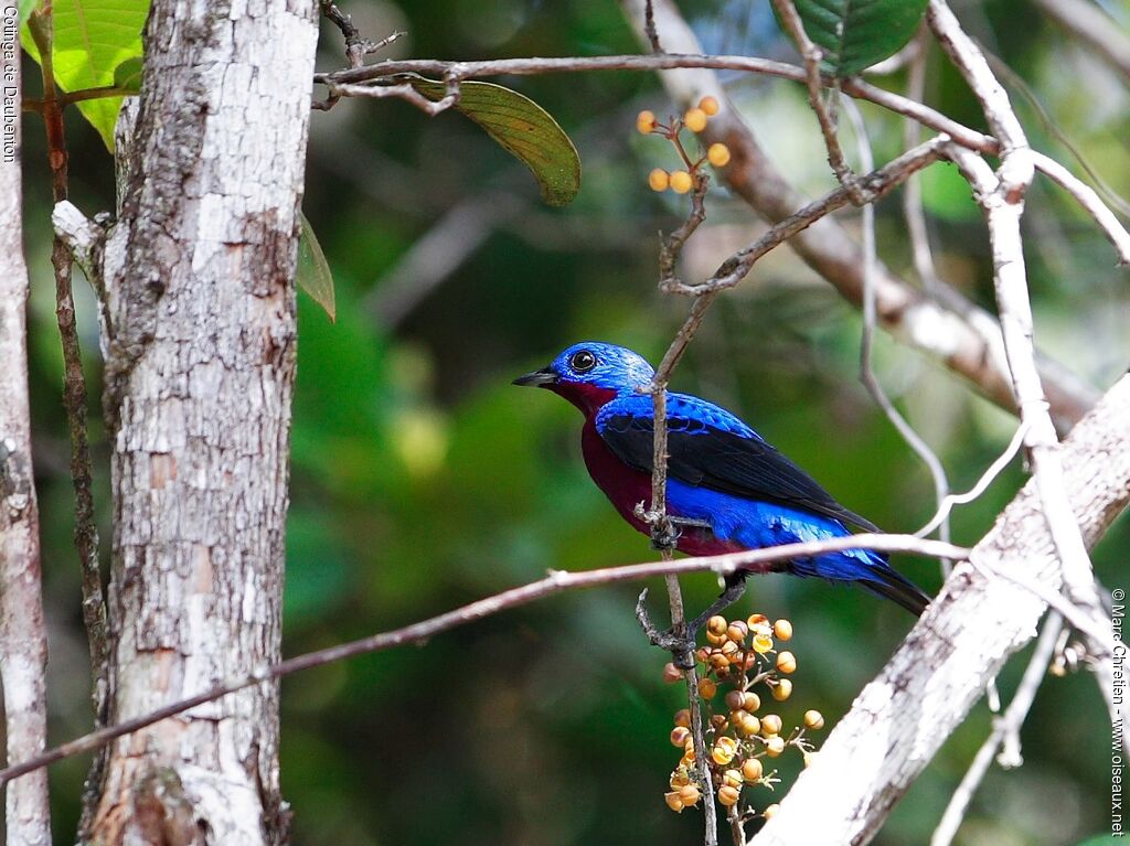 Cotinga de Daubenton mâle adulte