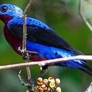 Cotinga de Daubenton