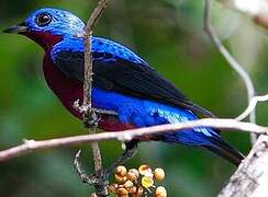 Purple-breasted Cotinga