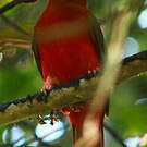 Cotinga ouette