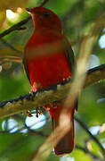 Guianan Red Cotinga