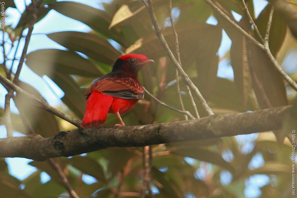 Guianan Red Cotinga male adult, identification