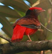 Guianan Red Cotinga