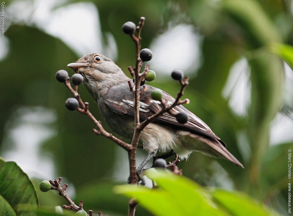 Pompadour Cotinga female immature