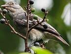 Cotinga pompadour