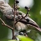 Cotinga pompadour