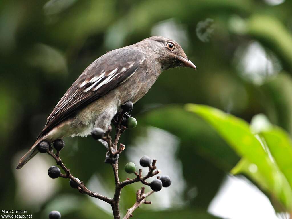 Cotinga pompadour femelle immature