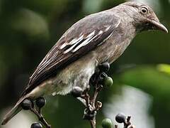 Cotinga pompadour